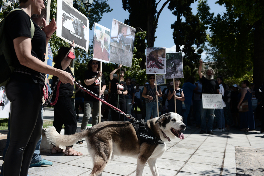 filozooi-syntagma__3_