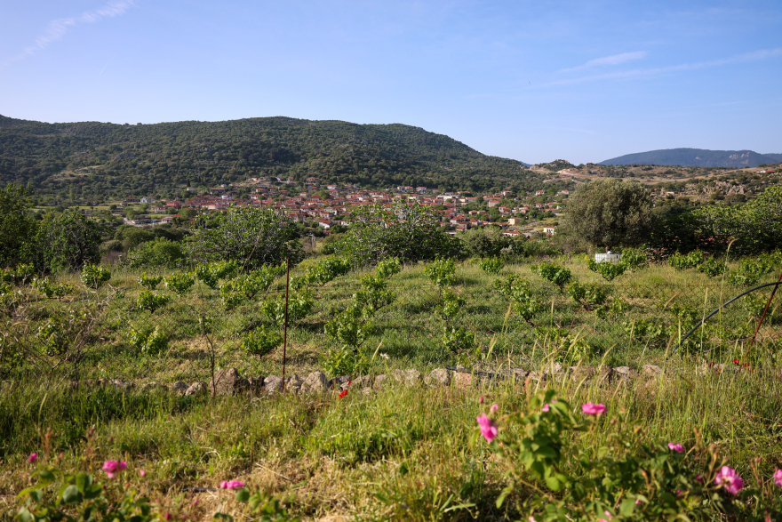 Λέσβος: Ζευγάρι έφυγε από την Αθήνα και παράγει βραβευμένο ροδόσταγμα σε ορεινό χωριό