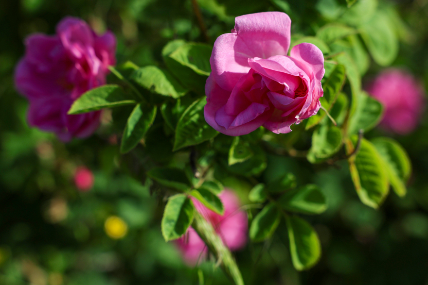 Λέσβος: Ζευγάρι έφυγε από την Αθήνα και παράγει βραβευμένο ροδόσταγμα σε ορεινό χωριό