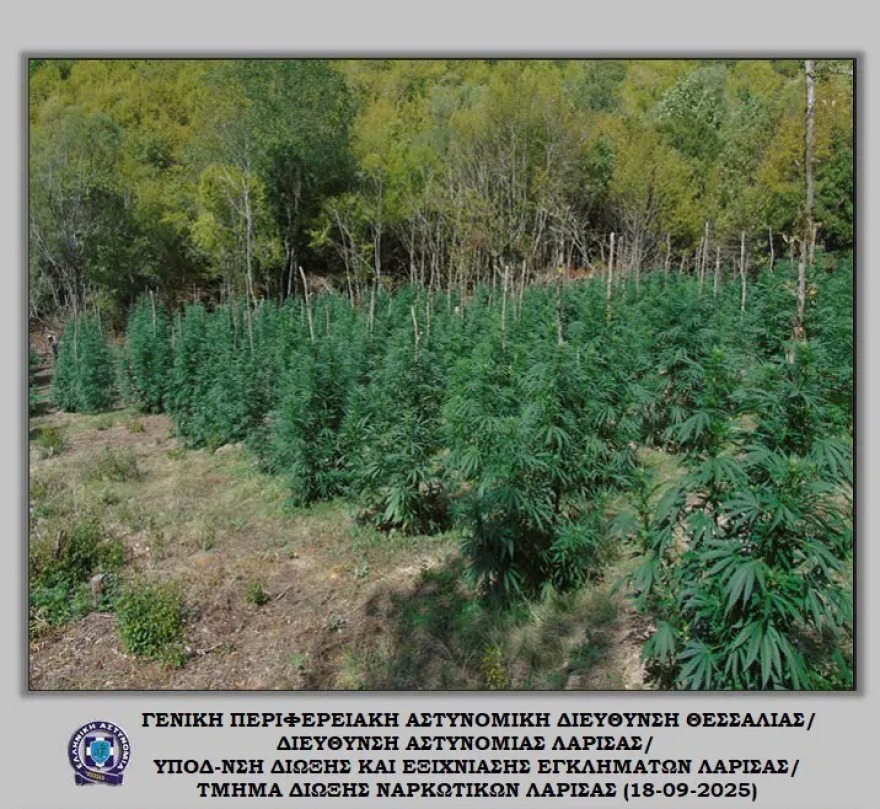 Λάρισα: Πάνω από 5.000 δενδρύλλια κάνναβης βρέθηκαν σε ορεινή περιοχή του Ολύμπου 