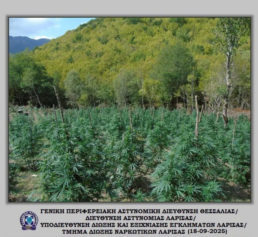 Λάρισα: Πάνω από 5.000 δενδρύλλια κάνναβης βρέθηκαν σε ορεινή περιοχή του Ολύμπου 