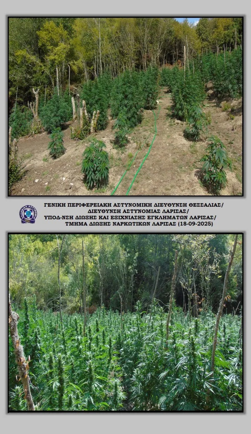 Λάρισα: Πάνω από 5.000 δενδρύλλια κάνναβης βρέθηκαν σε ορεινή περιοχή του Ολύμπου 