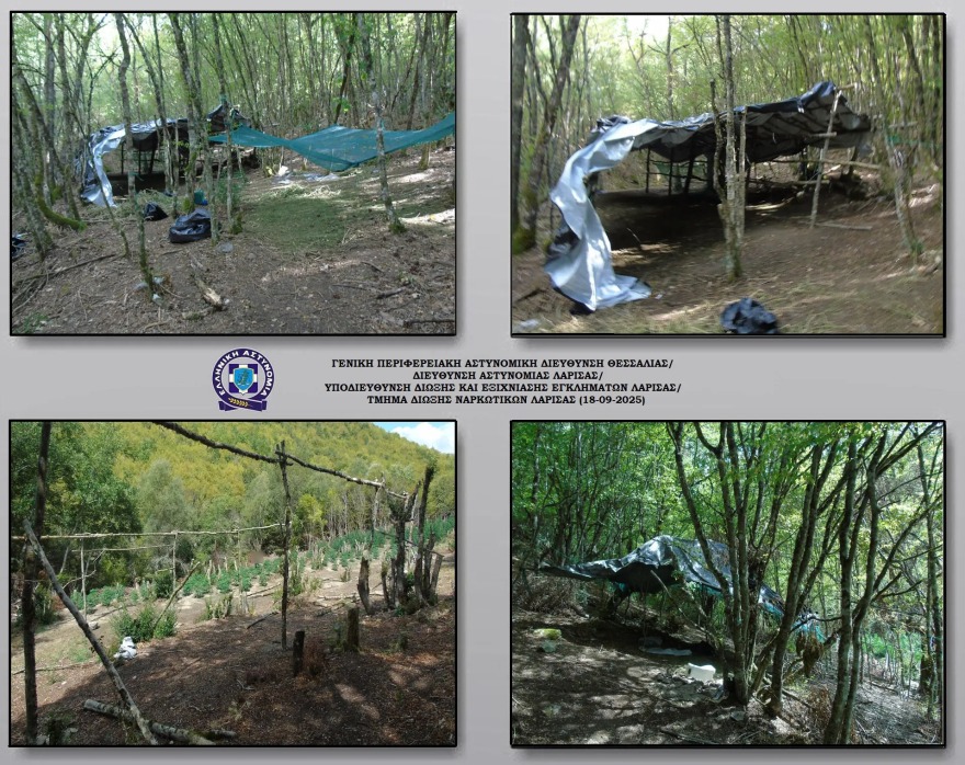 Λάρισα: Πάνω από 5.000 δενδρύλλια κάνναβης βρέθηκαν σε ορεινή περιοχή του Ολύμπου 