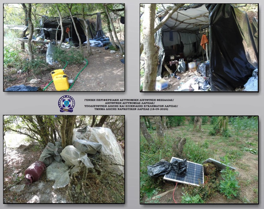 Λάρισα: Πάνω από 5.000 δενδρύλλια κάνναβης βρέθηκαν σε ορεινή περιοχή του Ολύμπου 