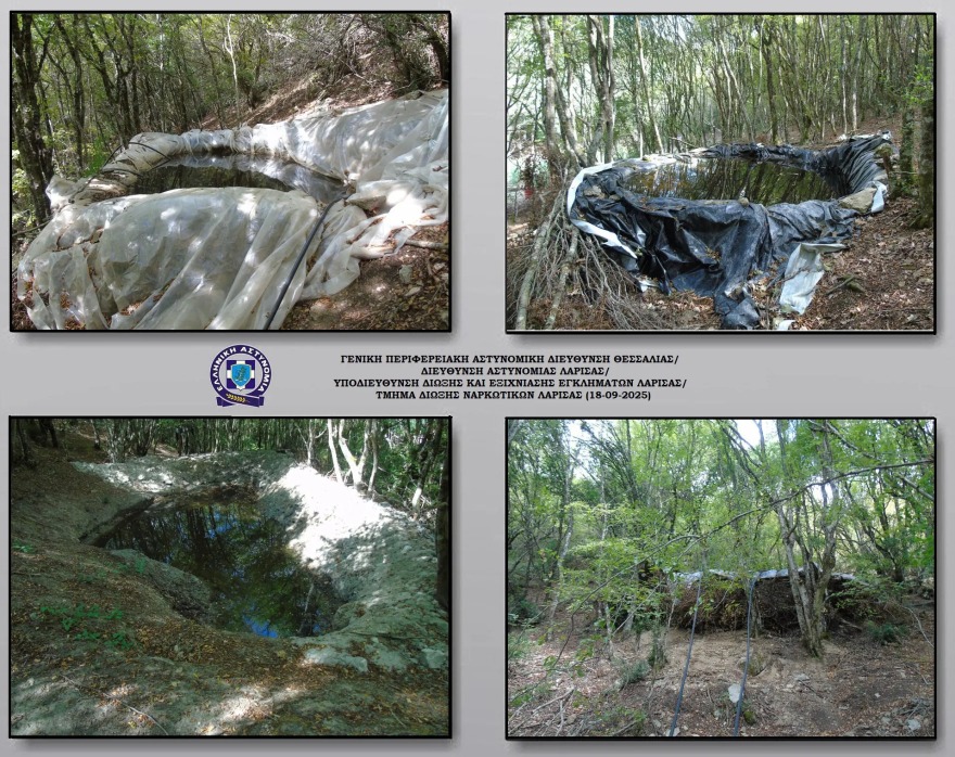 Λάρισα: Πάνω από 5.000 δενδρύλλια κάνναβης βρέθηκαν σε ορεινή περιοχή του Ολύμπου 