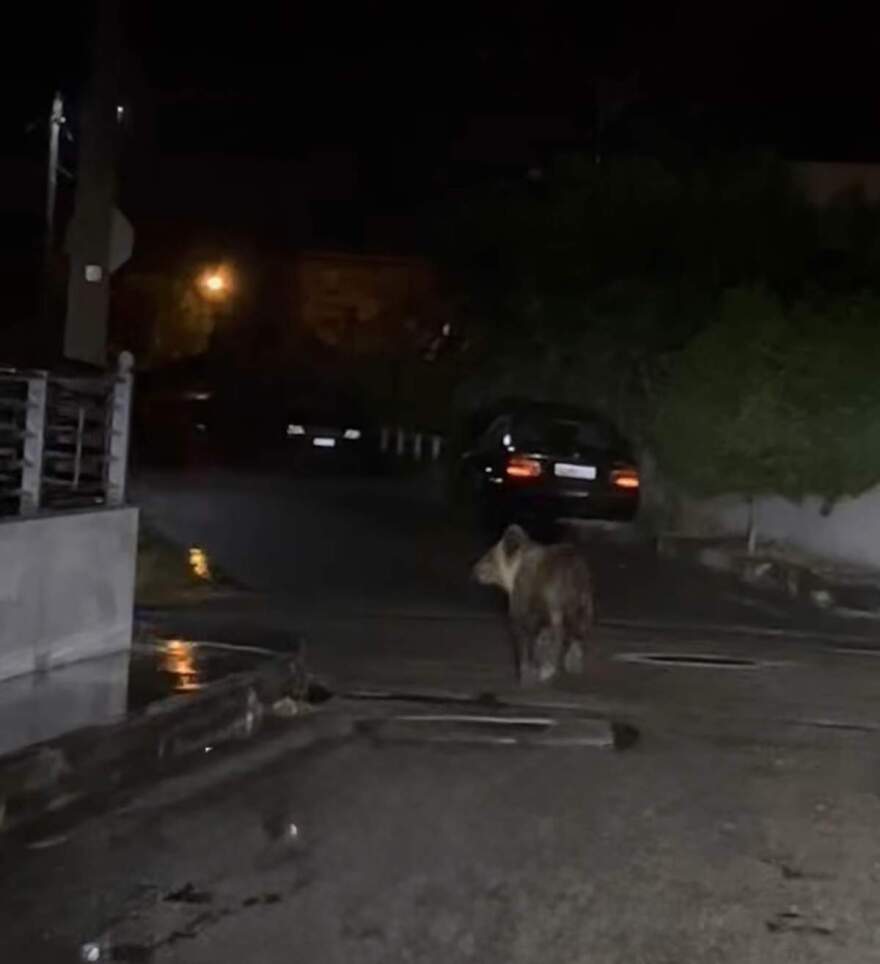 Τρίκαλα: Αρκούδα έκανε βόλτες στην πόλη και αναστάτωσε τους κατοίκους - Δείτε φωτογραφίες