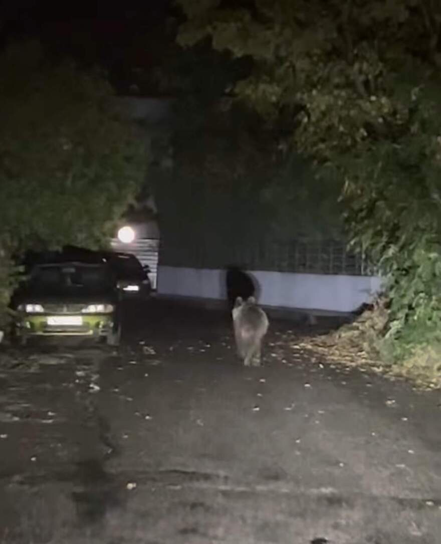 Τρίκαλα: Αρκούδα έκανε βόλτες στην πόλη και αναστάτωσε τους κατοίκους - Δείτε φωτογραφίες