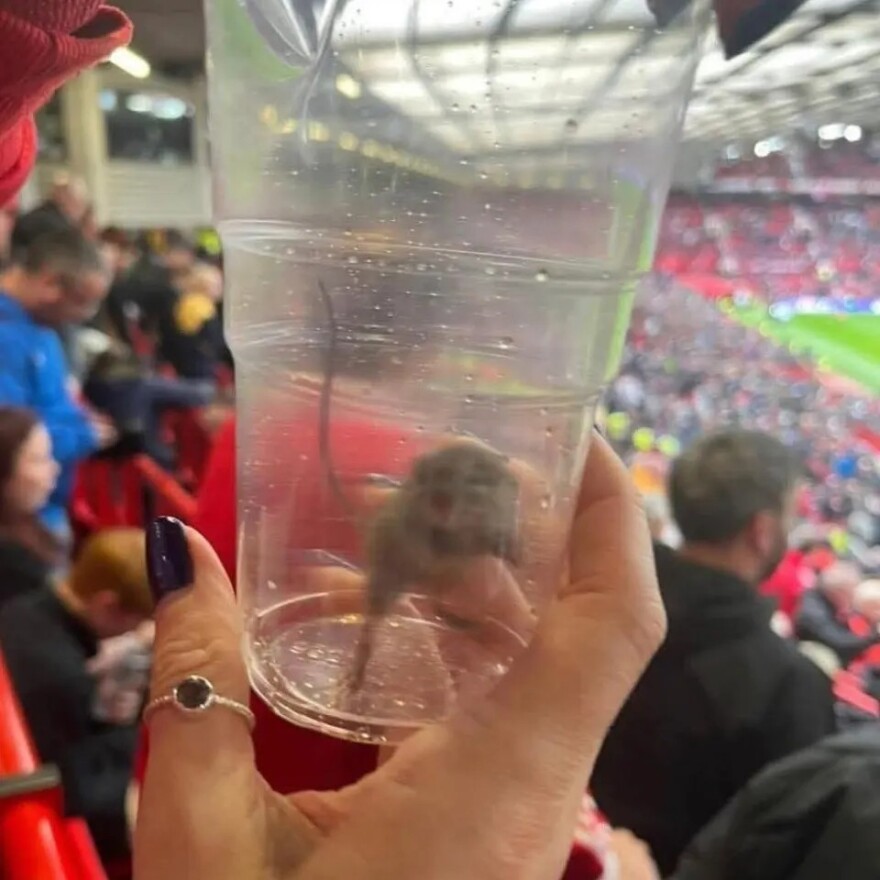 Οπαδός της Σάντερλαντ έγινε viral αφού… έπιασε ποντίκι στο «Ολντ Τράφορντ»
