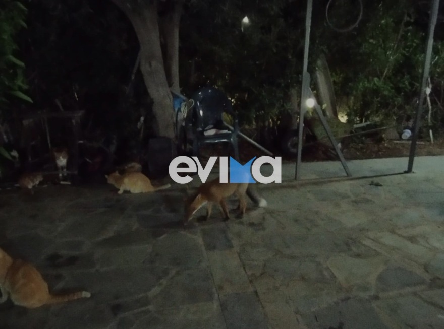 Η κυρία Τούλα και η αλεπού: Μια ιδιαίτερη φιλία στην Κάρυστο - «Την ταΐζω μέχρι και αστακομακαρονάδα»