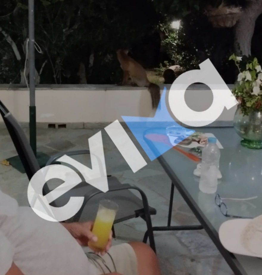 Η κυρία Τούλα και η αλεπού: Μια ιδιαίτερη φιλία στην Κάρυστο - «Την ταΐζω μέχρι και αστακομακαρονάδα»