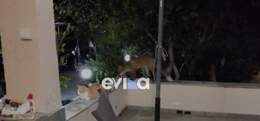 Η κυρία Τούλα και η αλεπού: Μια ιδιαίτερη φιλία στην Κάρυστο - «Την ταΐζω μέχρι και αστακομακαρονάδα»