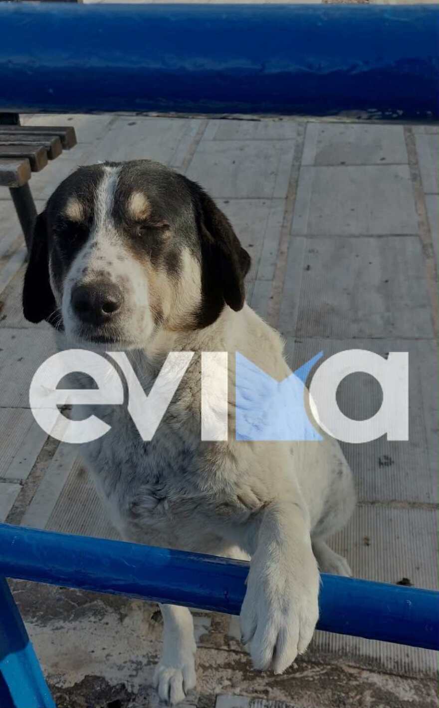 Κτηνωδία στην Εύβοια: Πυροβόλησαν και σκότωσαν αδέσποτο σκύλο