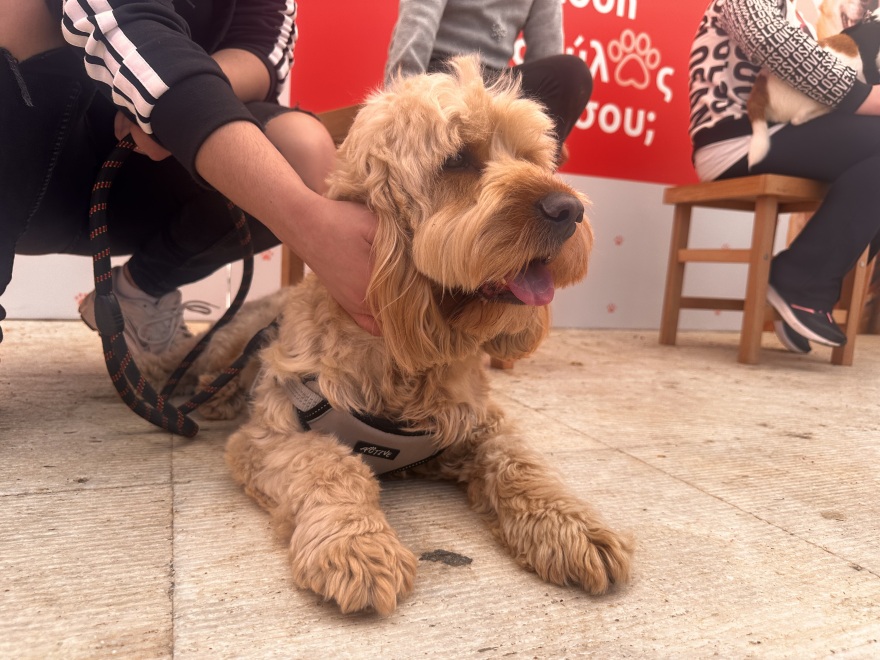 Η μεγάλη γιορτή του topetmou.gr για τα ζώα συντροφιάς στην Καλλιθέα