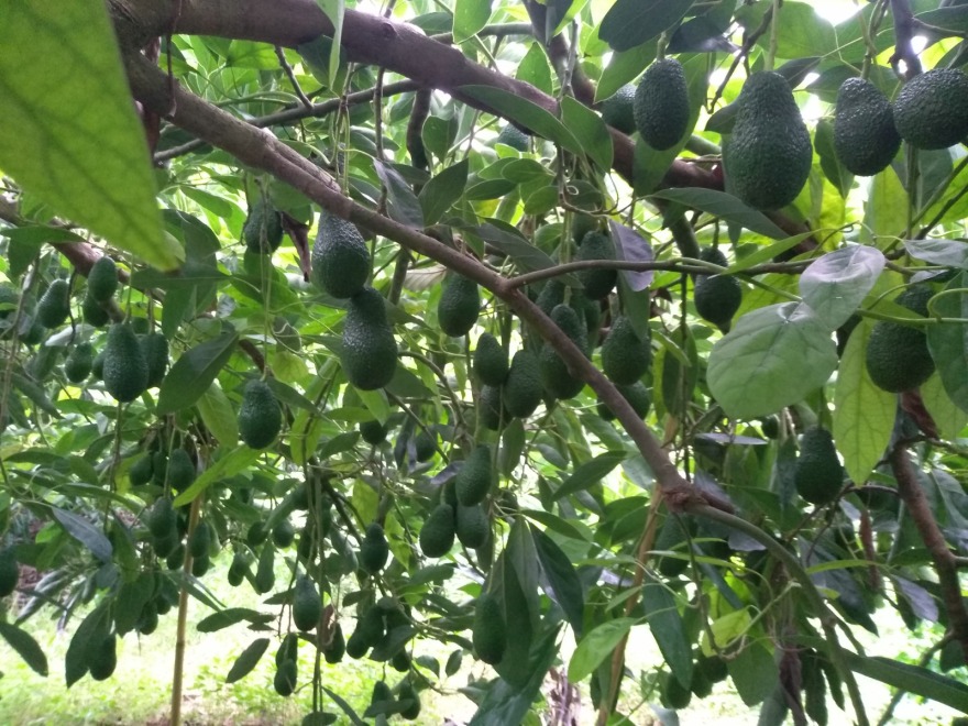 Το αβοκάντο ριζώνει στην Κρήτη: Πάνω από 15.000 στρέμματα καλλιεργειών στο νησί