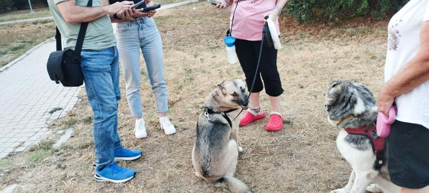 Θεσσαλονίκη: Πρόστιμα για βόλτα χωρίς λουρί και άλλες παραλείψεις σε δεσποζόμενα ζώα από την αστυνομία