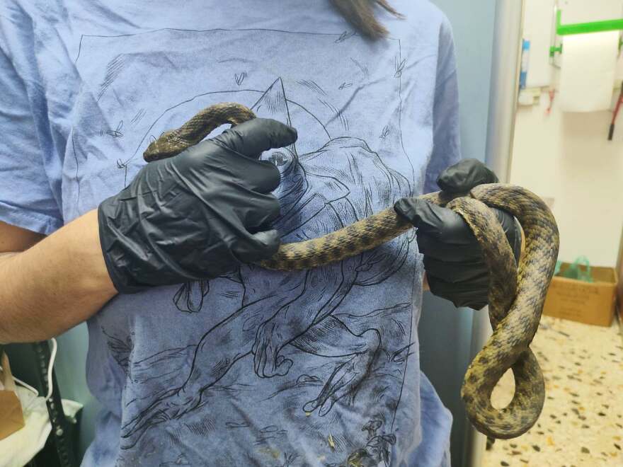 Φίδι έκανε... βόλτες ανάμεσα σε γλάστρες στα Εξάρχεια, δείτε φωτογραφίες