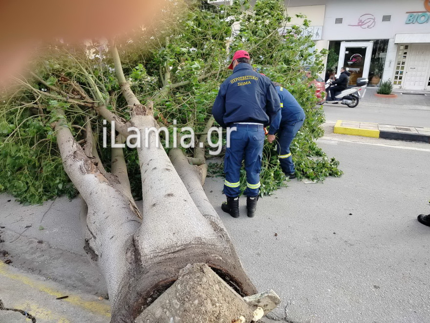 Λαμία: Τύχη βουνό για οδηγό, όταν τεράστιο δένδρο βρέθηκε στο δρόμο του 