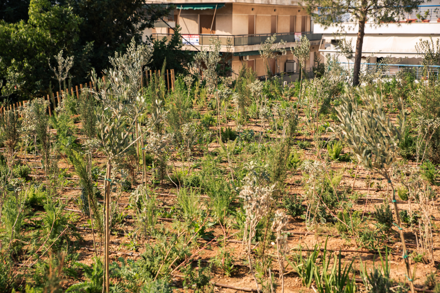 Πώς ένα micro Forest στην καρδιά της Αθήνας μπορεί να βελτιώσει τη ζωή στην πόλη