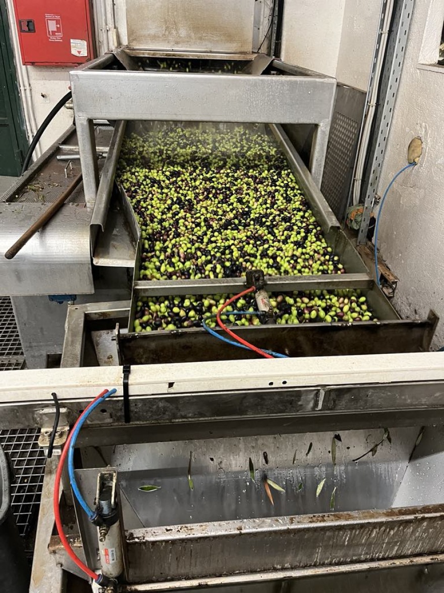 Ο Δήμος Θεσσαλονίκης έβγαλε «εξαιρετικά παρθένο ελαιόλαδο» - Αναζητούνται «νονοί» για το όνομα και την ετικέτα