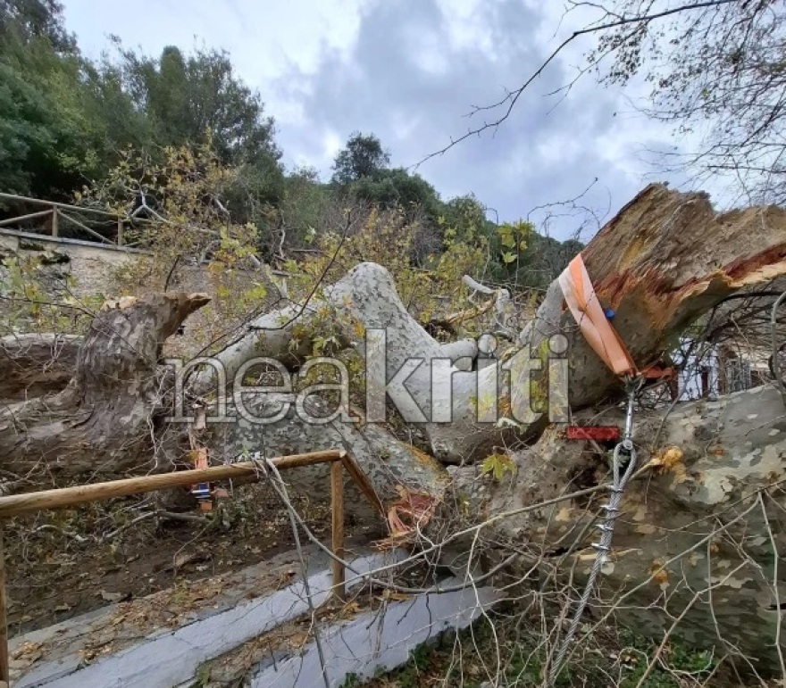 Θλίψη στην Κρήτη: Ζημιά σε πλάτανο χιλιάδων ετών που ενέπνευσε και τον Καζαντζάκη - Δείτε βίντεο