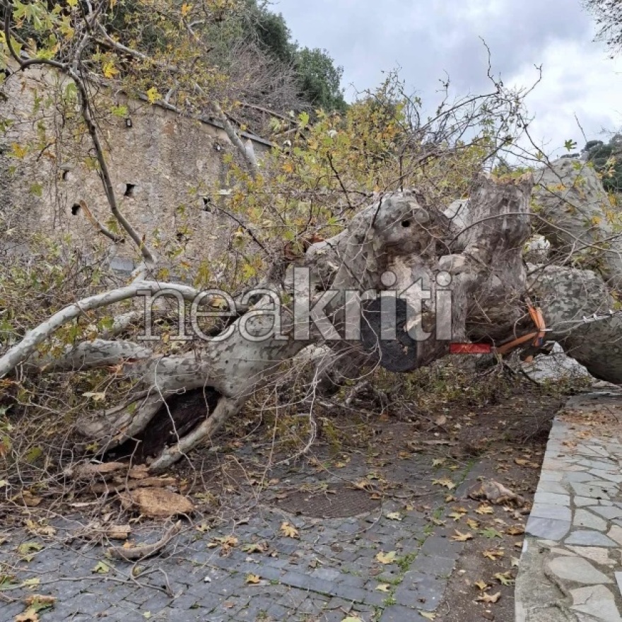 Θλίψη στην Κρήτη: Ζημιά σε πλάτανο χιλιάδων ετών που ενέπνευσε και τον Καζαντζάκη - Δείτε βίντεο