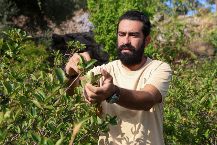 Αρώνια: Η αντιοξειδωτική υπερτροφή που καλλιεργείται στη βόρεια Λέσβο