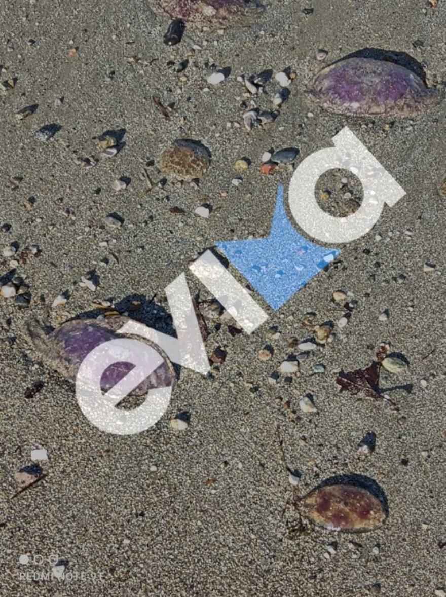 Χιλιάδες μωβ μέδουσες ξεβράστηκαν σε παραλίες της Εύβοιας - Δείτε φωτογραφίες