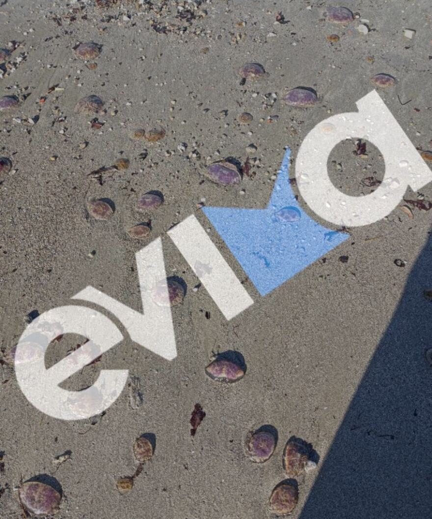 Χιλιάδες μωβ μέδουσες ξεβράστηκαν σε παραλίες της Εύβοιας - Δείτε φωτογραφίες