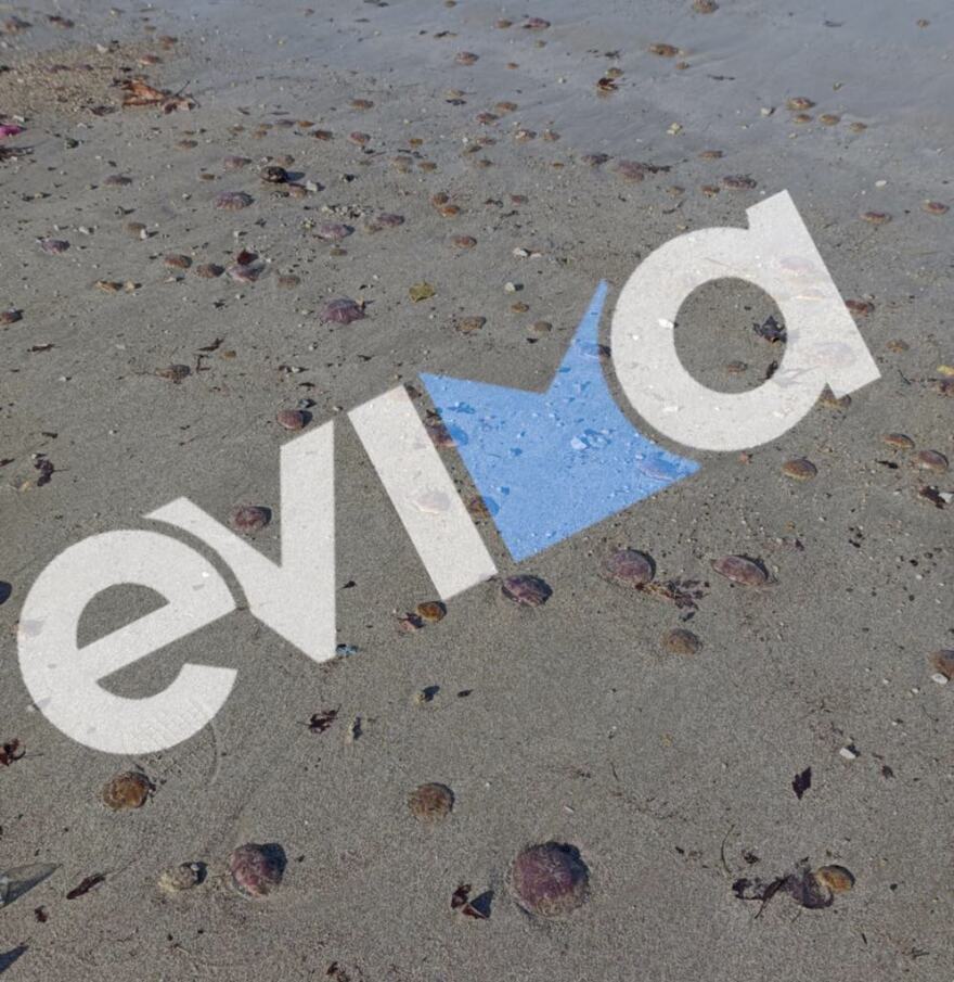 Χιλιάδες μωβ μέδουσες ξεβράστηκαν σε παραλίες της Εύβοιας - Δείτε φωτογραφίες