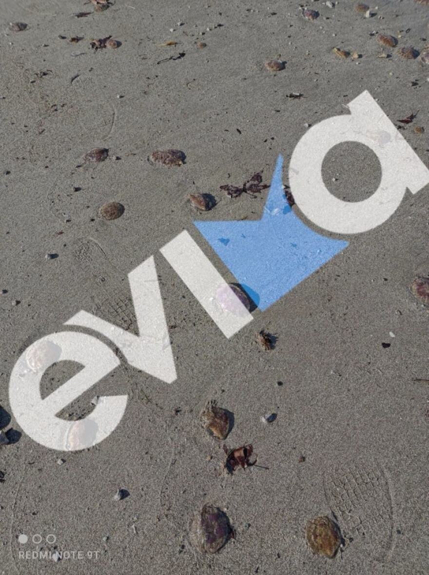 Χιλιάδες μωβ μέδουσες ξεβράστηκαν σε παραλίες της Εύβοιας - Δείτε φωτογραφίες