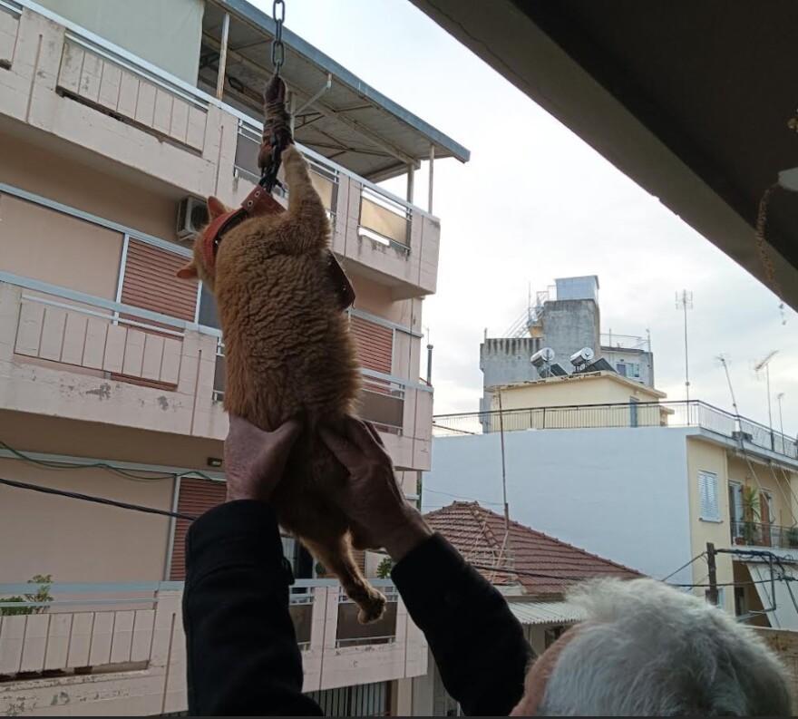 Αγρίνιο: Κρέμασαν γάτα από μπαλκόνι - Δύο συλλήψεις, σκληρές εικόνες