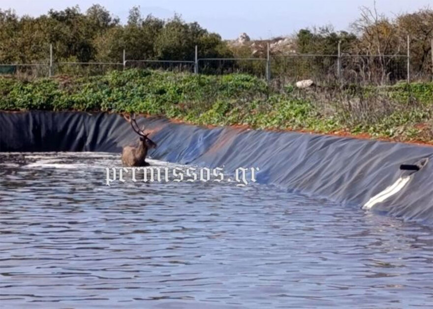 Τανάγρα: Πυροσβέστες έσωσαν ελάφι που εγκλωβίστηκε σε στέρνα - Δείτε βίντεο