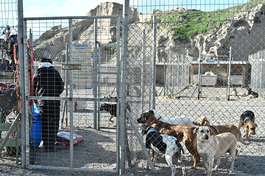 Σαντορίνη: Εθελοντές συνεχίζουν να φροντίζουν τα αδέσποτα και κακοποιημένα ζώα παρά τους σεισμούς