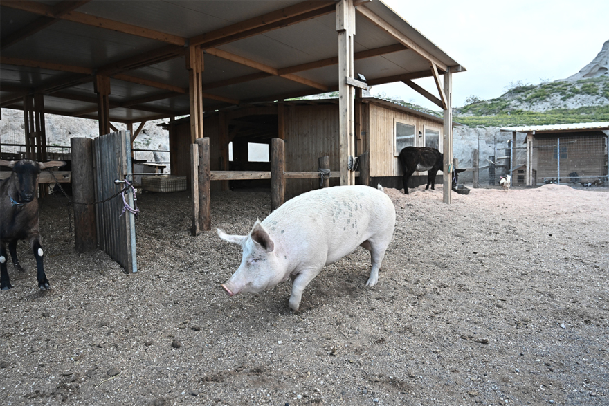 Σαντορίνη: Εθελοντές συνεχίζουν να φροντίζουν τα αδέσποτα και κακοποιημένα ζώα παρά τους σεισμούς
