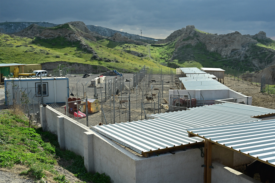 Σαντορίνη: Εθελοντές συνεχίζουν να φροντίζουν τα αδέσποτα και κακοποιημένα ζώα παρά τους σεισμούς