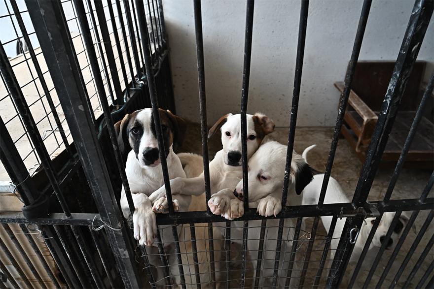 Σαντορίνη: Εθελοντές συνεχίζουν να φροντίζουν τα αδέσποτα και κακοποιημένα ζώα παρά τους σεισμούς