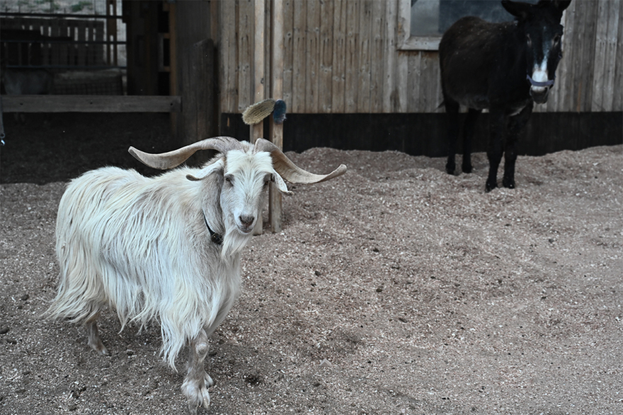 Σαντορίνη: Εθελοντές συνεχίζουν να φροντίζουν τα αδέσποτα και κακοποιημένα ζώα παρά τους σεισμούς