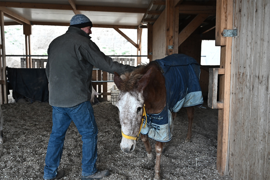 Σαντορίνη: Εθελοντές συνεχίζουν να φροντίζουν τα αδέσποτα και κακοποιημένα ζώα παρά τους σεισμούς