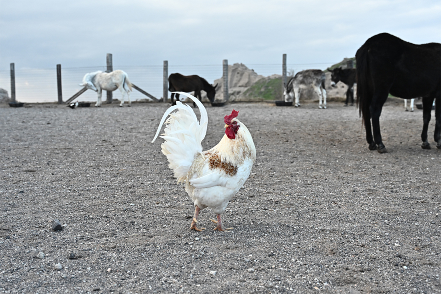 Σαντορίνη: Εθελοντές συνεχίζουν να φροντίζουν τα αδέσποτα και κακοποιημένα ζώα παρά τους σεισμούς