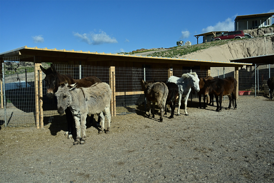 Σαντορίνη: Εθελοντές συνεχίζουν να φροντίζουν τα αδέσποτα και κακοποιημένα ζώα παρά τους σεισμούς