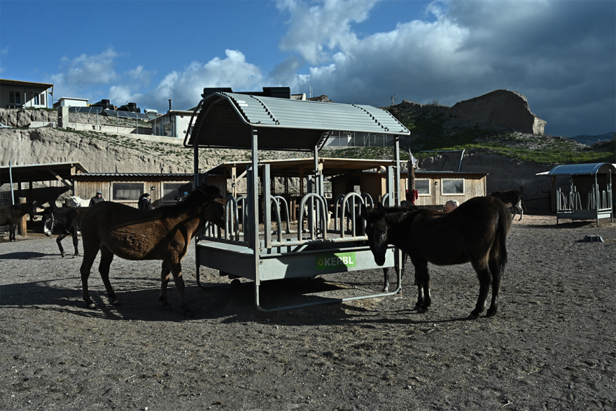 Σαντορίνη: Εθελοντές συνεχίζουν να φροντίζουν τα αδέσποτα και κακοποιημένα ζώα παρά τους σεισμούς