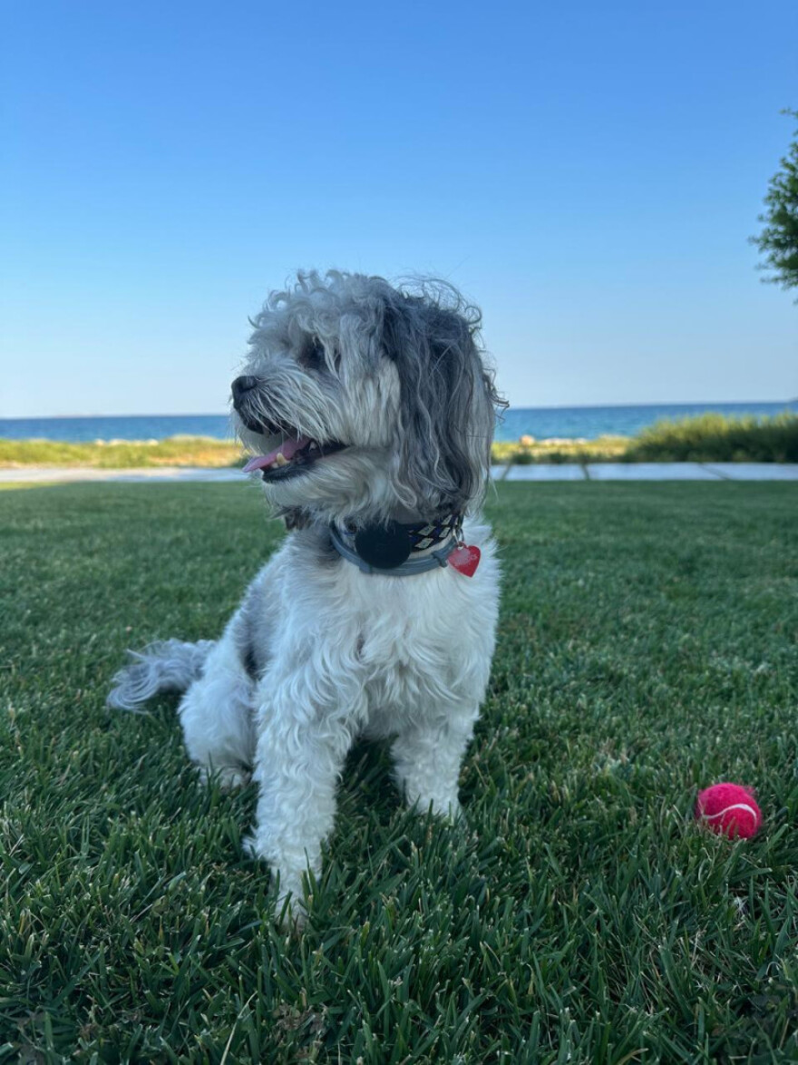 Χάθηκε ο «Μπρούνο» στην περιοχή της Κηφισιάς