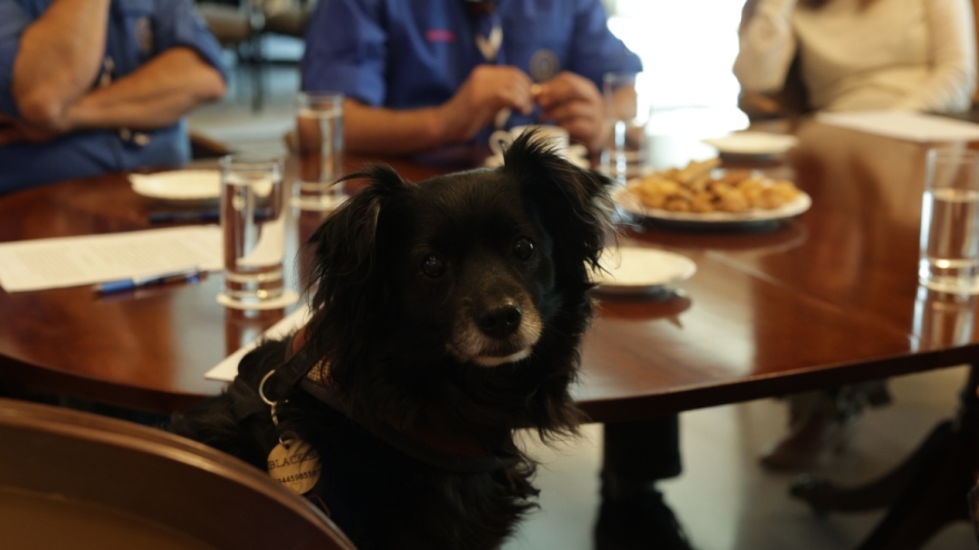 Η Save a Greek Stray υπέγραψε μνημόνιο συνεργασίας με το Σώμα Ελλήνων Προσκόπων για τη διάσωση ζώων σε έκτακτες καταστάσεις