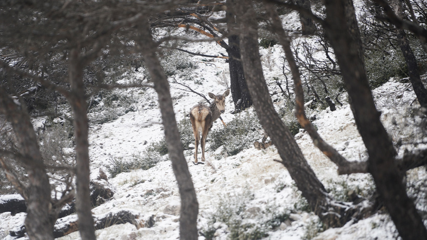 Το δίλημμα για το περιβάλλον: Χωρίς λύκους όπως η Πάρνηθα ή με λύκους όπως το Γελοουστόουν; Τι απαντούν οι επιστήμονες