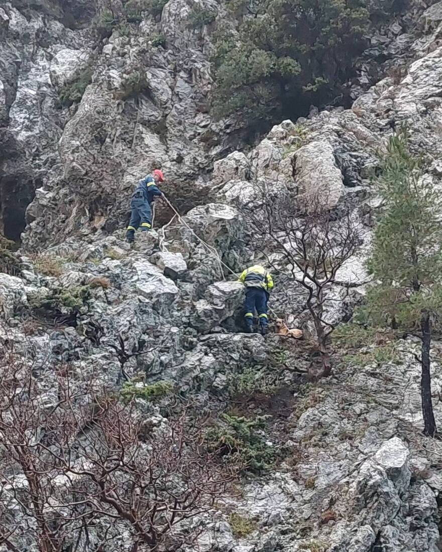 Διάσωση σκύλου που έπεσε σε χαράδρα στο φαράγγι της Αγάλης - Δείτε φωτογραφίες και βίντεο