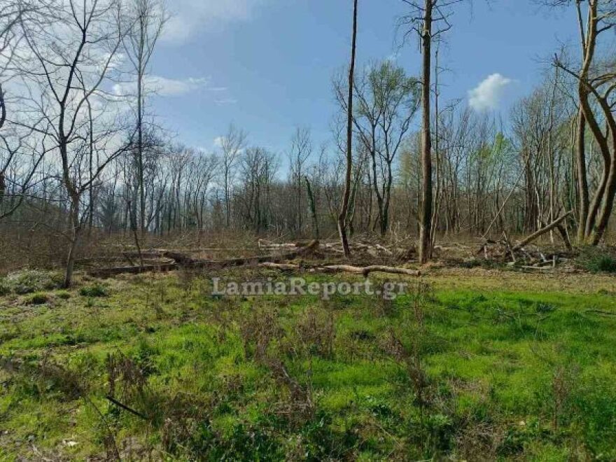 Εργατικό ατύχημα στον Σπερχειό: 60χρονος πήγε να κόψει «άρρωστο» πλάτανο και σκοτώθηκε από τεράστιο κλωνάρι