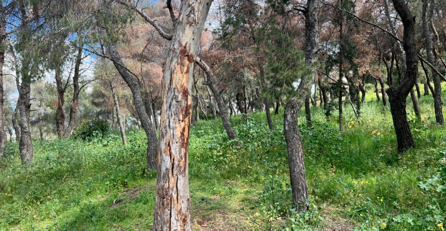 Θρίλερ στου Ζωγράφου: Φοιτητής βρέθηκε κρεμασμένος σε δέντρο στην Πανεπιστημιούπολη