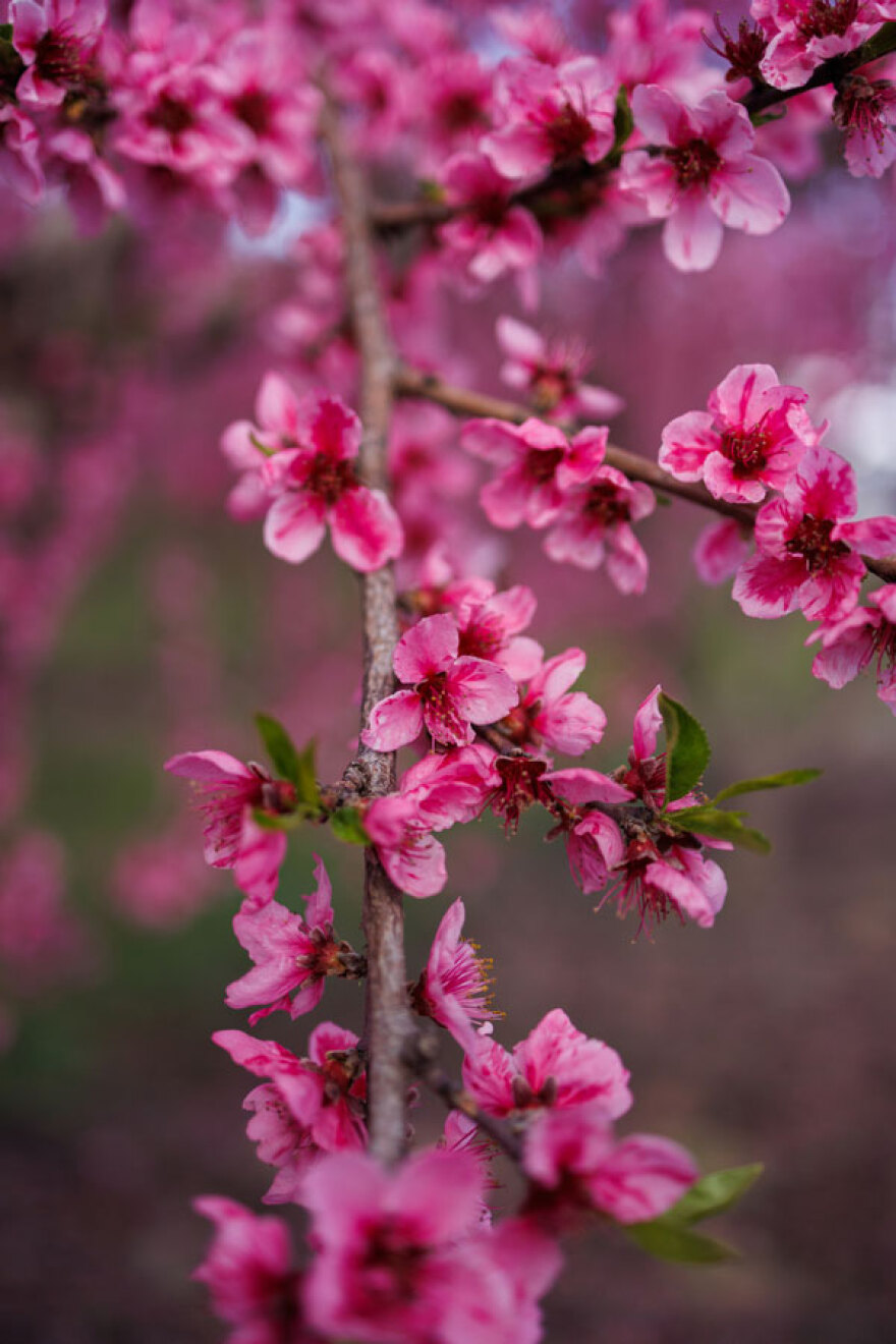Ποια Ιαπωνία; Μαγικές εικόνες από τις ανθισμένες ροδακινιές στη Βέροια