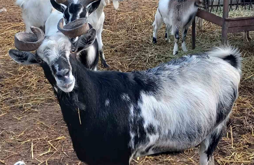 Oυλόκερη αίγα: Μια αρχαία ελληνική γίδα που απειλείται με εξαφάνιση