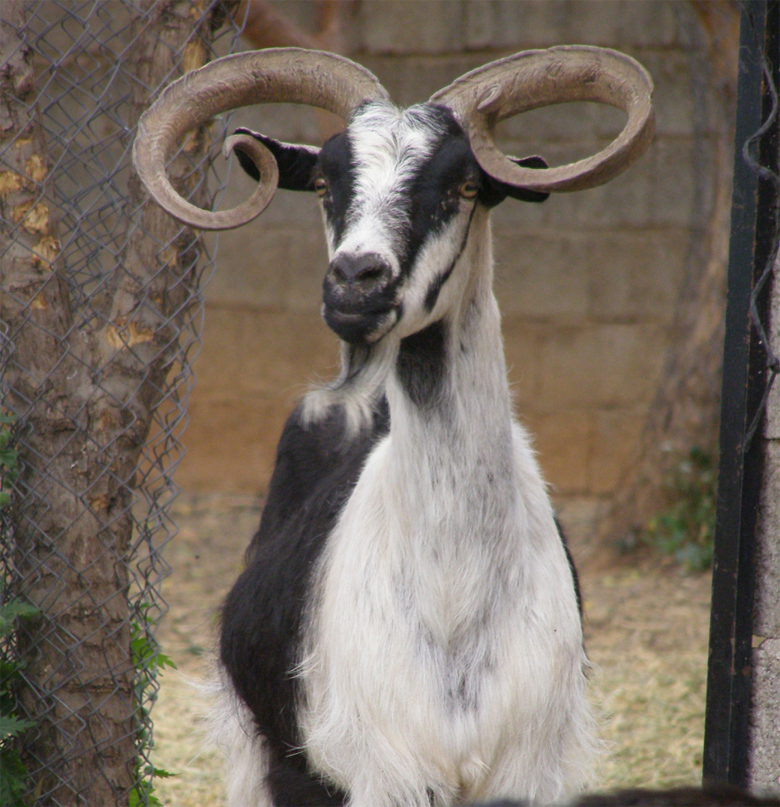 Oυλόκερη αίγα: Μια αρχαία ελληνική γίδα που απειλείται με εξαφάνιση